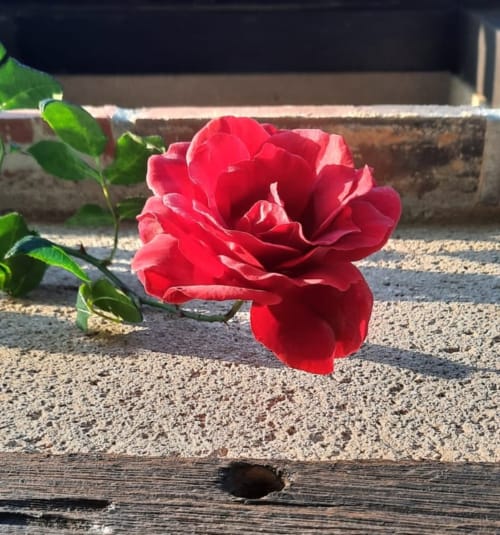 Belle rose à l'automne