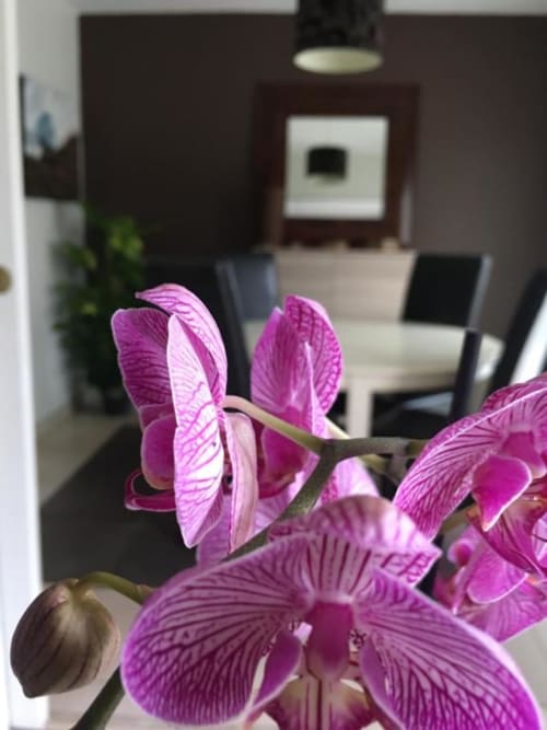 Orchidées magenta éclatantes au premier plan, intérieur d'appartement moderne et chaises noires floues en arrière-plan à Nano House