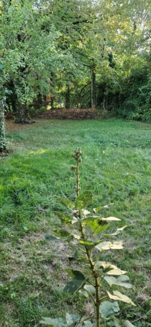 Jeune plante aux feuilles vertes poussant dans le jardin du gîte Domaine de la Grande Décision, entourée d'herbe et d'arbres