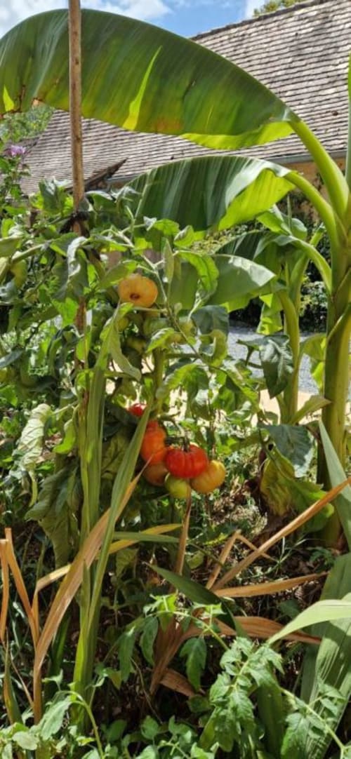 Jardin luxuriant du gîte Domaine de la Grande Décision avec plants de tomates, feuilles de bananier et bâtiment aux tuiles en arrière-plan