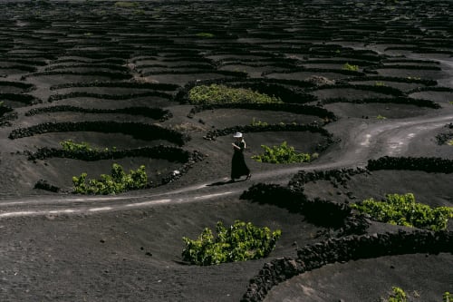 Person walking through Lanzarote's volcanic vineyards at Finca de La Geria, surrounded by dark lava rock formations and green