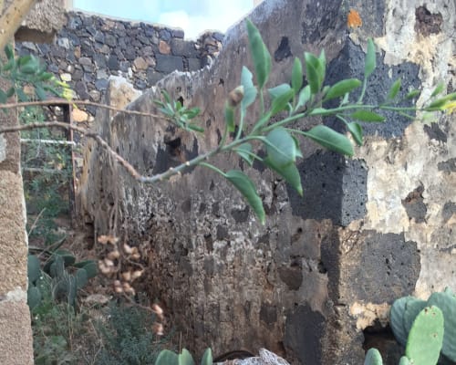 Rustic stone ruins with green cacti at Finca de La Geria in Yaiza, Spain