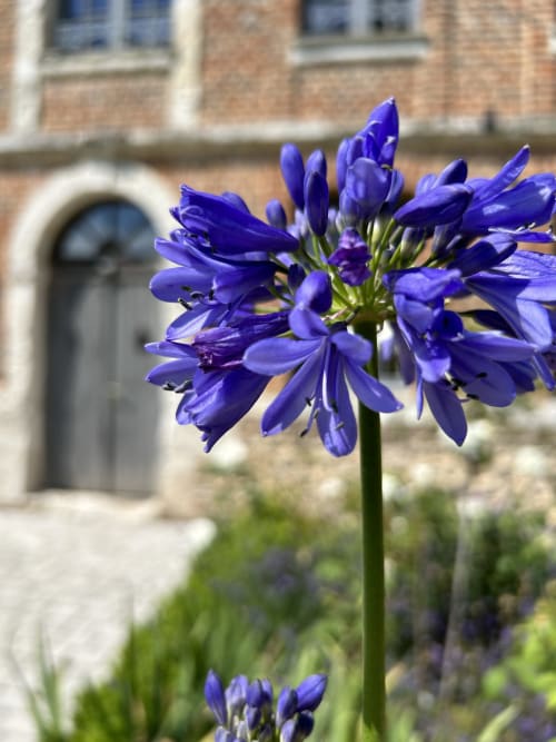 Fleurs d'agapanthus bleu éclatant dans le parc du Clos Mahiel. La façade de la vieille bâtisse en briques historique et pierres blanches au Clos Mahiel, aux gardes-corps en fer forgé gris, Saint-Romain-de-Colbosc