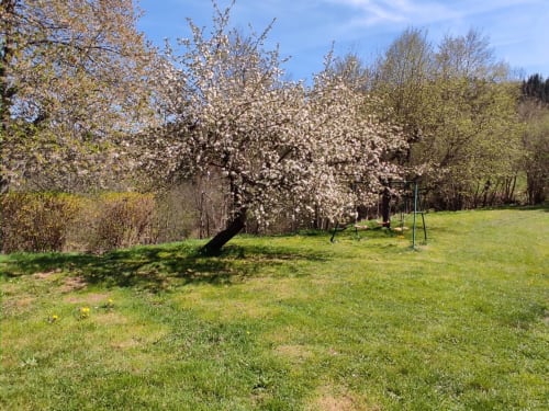 Jardin du verger en fleurs de la maison d'hôtes Au Bord de la Dunière à Sainte-Sigolène, avec arbres fruitiers en floraison et pelouse verdoyante