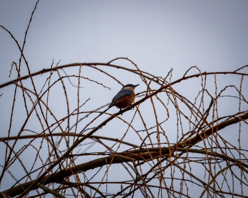 Bridge Street Apartments | Bird | Branches | Sky
