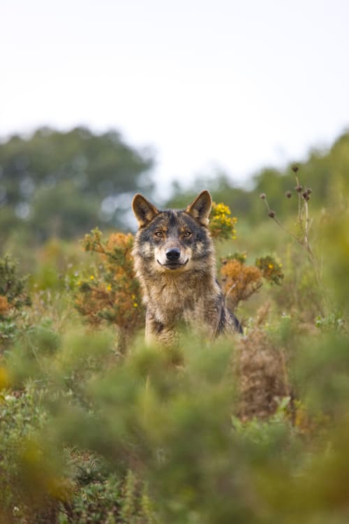 Lobo em pé num prado de flores silvestres perto de Venda do Pinheiro, Portugal