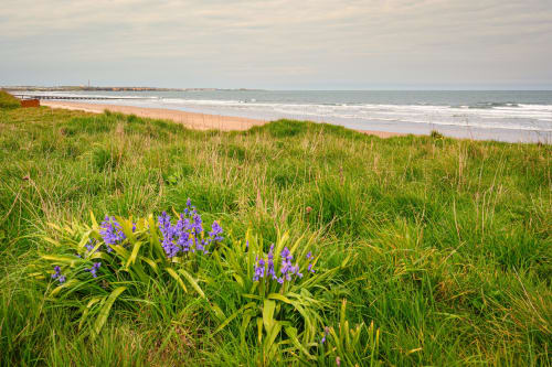 Northumberland Stays | Bridge Street Apartment | Seaside | Grass | Flowers
