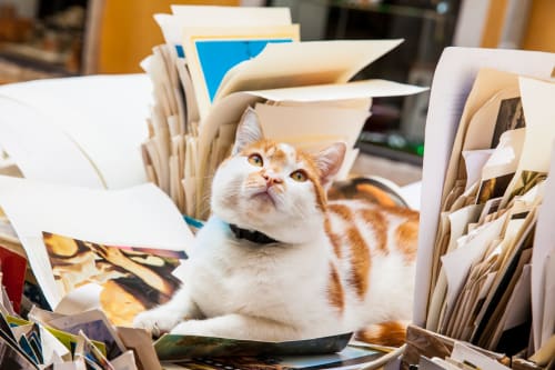 Orange and white cat surrounded by papers and photos at Palazzo San Firmino, Venice