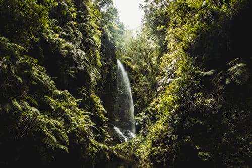 Exuberante cascada verde atravesando cañón cubierto de musgo en bosque tropical cerca de Santa Cruz de la Palma