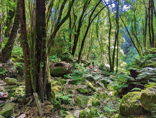 Frondoso sendero forestal con rocas cubiertas de musgo y árboles altos cerca de Apartamentos Rocamar, Santa Cruz de la Palma