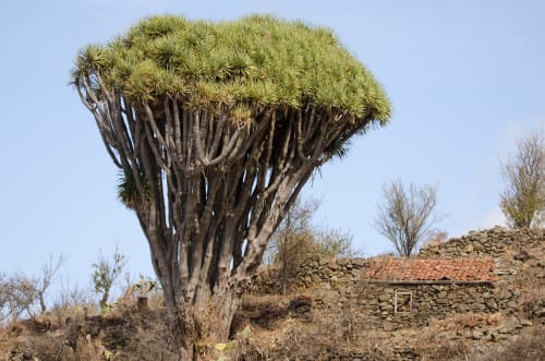 Drago cerca de edificio de piedra en ruinas en Santa Cruz de la Palma, Islas Canarias