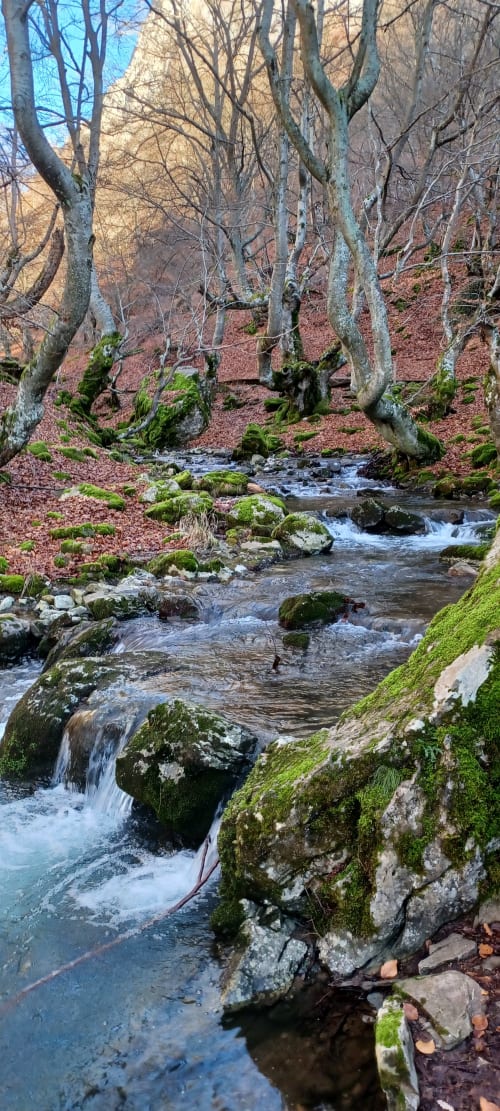 Arroyo del bosque con rocas cubiertas de musgo y árboles desnudos en Casa Rural Sensaciones, Cuevas de Viñayo