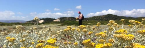 Personne explorant un champ de fleurs jaunes sauvages à Vista D'oro à Monacia d'Aullène, Corse, avec les montagnes en arrière-plan