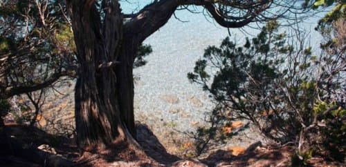 Ancien olivier noueux encadrant la vue sur la mer Méditerranée à Vista D'oro, Monacia d'Aullène, Corse