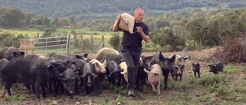 Responsable de propriété nourrissant les cochons à la ferme Vista D'oro à Monacia d'Aullène, Corse avec vue panoramique sur la vallée