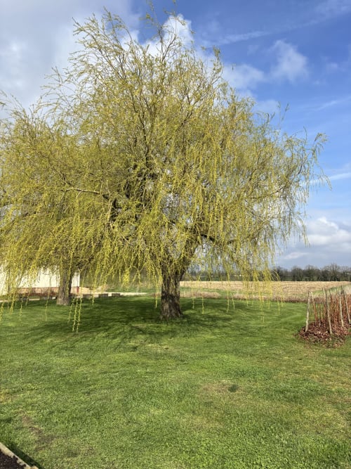 les saules majestueux à l arrivée