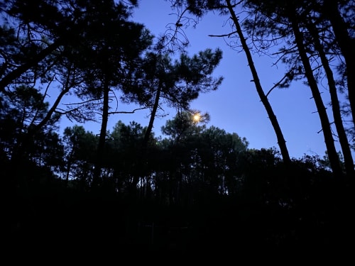 Twilight forest canopy with moon above tall pine trees at La Cachette d'Oona, Saint-Jean-de-Monts