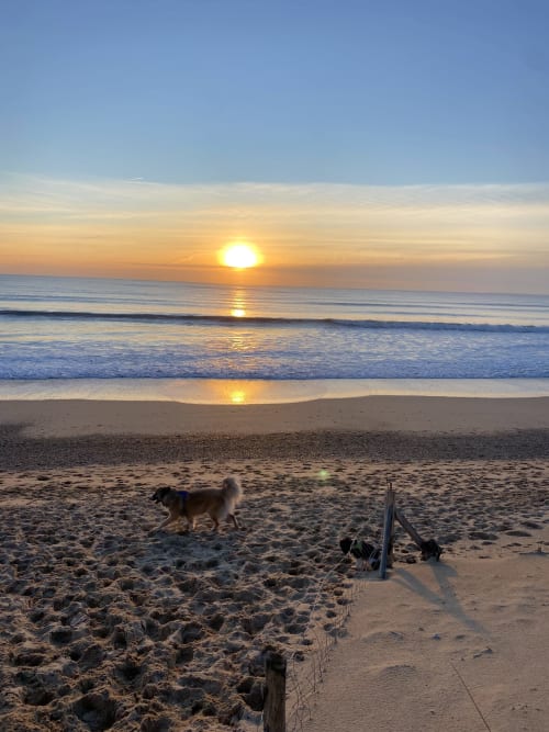 Dog on Saint-Jean-de-Monts beach at sunset near La Cachette d'Oona