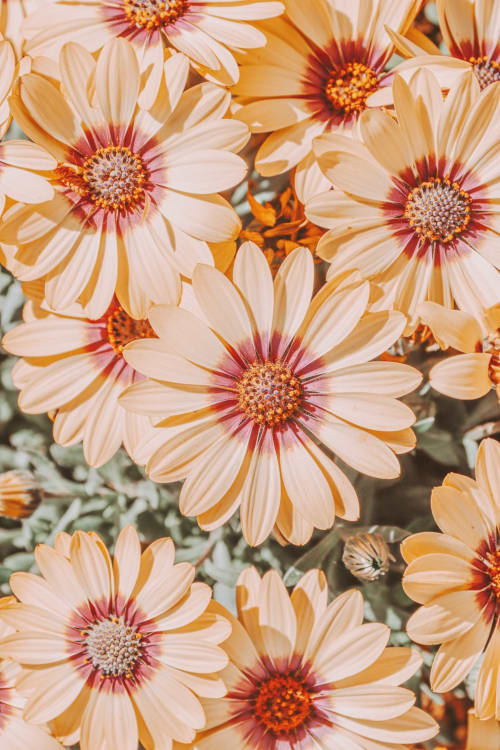 Vibrant Gerberas rosas y rojas en plena floración en Casa La Huerta, Cangas de Onís