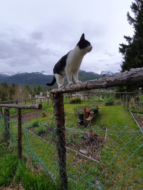 #gattomao @maoinguardia #gattoguardia