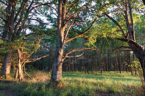 Les Mésangères – Séjour Authentique en Sologne, à Chaumont-sur-Tharonne