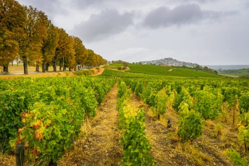 Région viticole autour de la propriété Maison Henriette, Léré, France