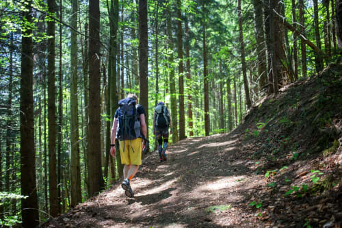 Group friends hiking with backpacks to along mountain path through beautiful forest during trek