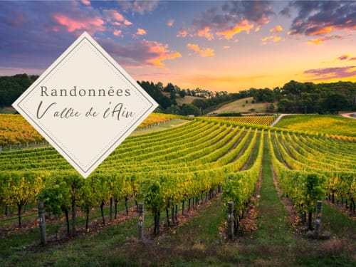 Filas de viñedos en el Valle del Ain al atardecer, cerca de los alojamientos de Serrières-sur-Ain