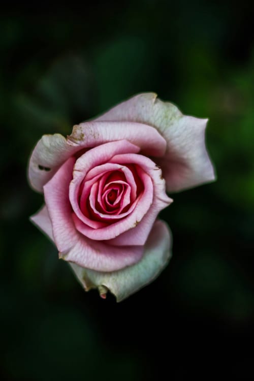 rose