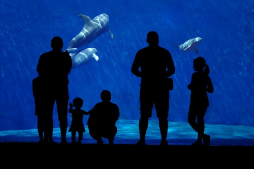 Famiglia osserva delfini sott'acqua all'acquario vicino all'hotel di Genova