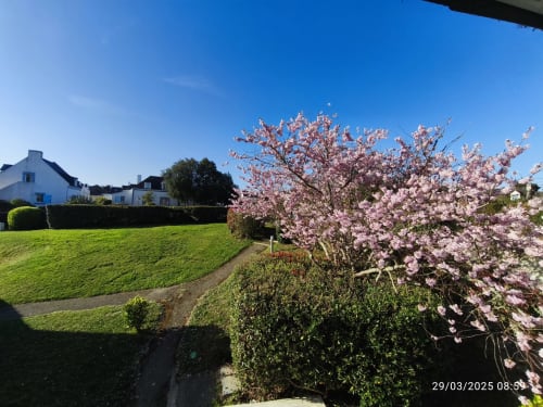 Magnolia rose en fleur dans le jardin de Belle-île avec cottage blanc et pelouse verdoyante au printemps
