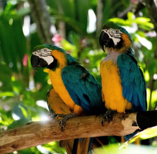 Two colorful macaws perched on a branch in lush greenery at Organica Yoga Shelter, Paquera, Costa Rica