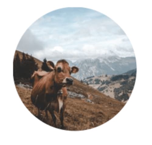 Imagen de una vaca en Casa Etxalde, casa rural Camprodon