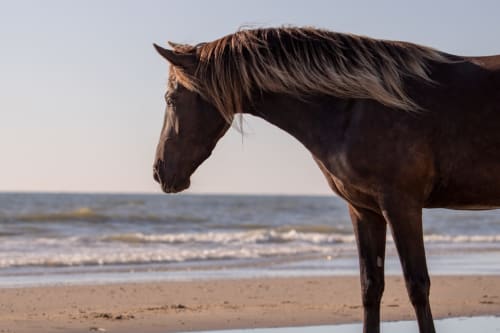 Brown horse standing on Paquera beach with ocean waves, Costa Rica