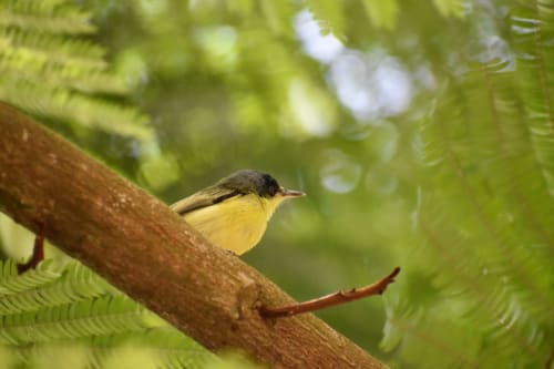 Yellow flycatcher perched on branch surrounded by lush ferns at Organica Yoga Shelter, Paquera Costa Rica