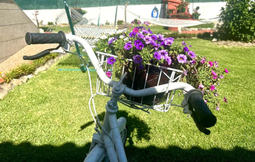 Bicicleta blanca vintage con petunias moradas en la cesta sobre el césped de la casita Casa Caeiro en Baiona