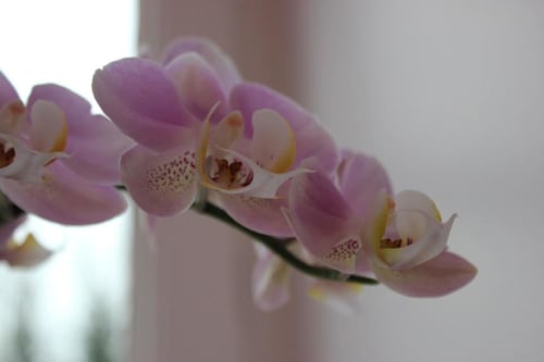 Orchid flower | Experience Elegance in the Prestige Room at Domaine Pont Juillet