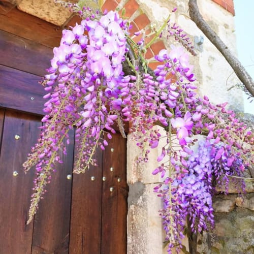 Beautiful flower outside the accommodation | Spacious and Elegant – The Family Loft Suite Awaits You