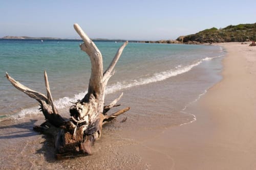 Bois flotté usé sur plage de sable avec mer turquoise et côte rocheuse près de Bonifacio, Corse