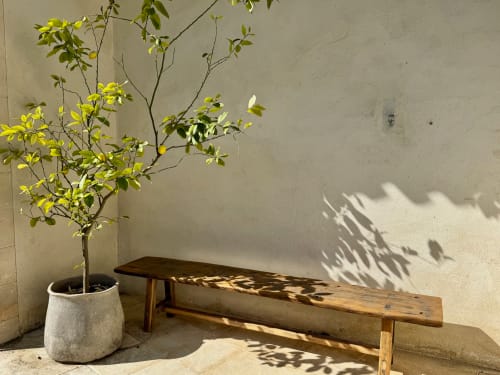Minimalistisch patio bij Provence Km28 in Gordes met houten bank, gele bloeiende boom in pot en gefiltreerd zonlicht op wit