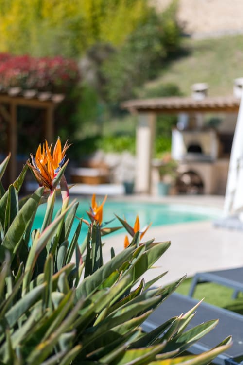 Fleurs d'oiseau de paradis orange, piscine turquoise et villa méditerranéenne à Maison Love Lane, Cagnes-sur-Mer
