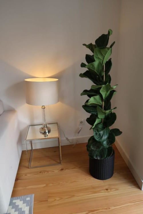Lamp and plants | Discover Loving Chiado 7 – A Modern Retreat in Lisbon
