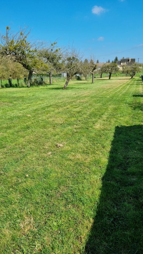 Tuscany-style olive orchard with manicured lawn at Ilot Cosy and Spa, Luçay-le-Mâle, France