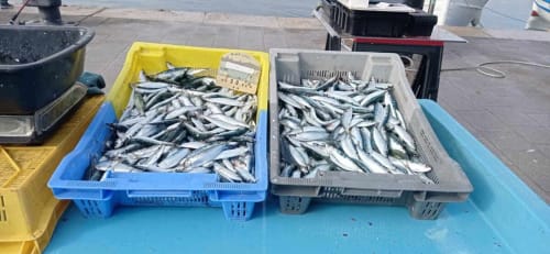Sardines | Stay in La Galinette: Your Ideal Marseille Escape