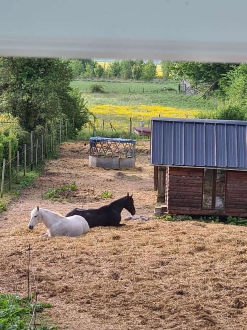Two horses | Gîte Les Marettes – A Tranquil Countryside Retreat in Beaudéduit, Oise