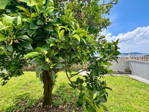 Limonero con follaje verde en el jardín rural de la casita Laranxeira en Nigrán, España, con vistas al mar y terraza