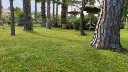 Parc avec pelouse, pins parasol, palmiers, oliviers et plantes variées,coin détente