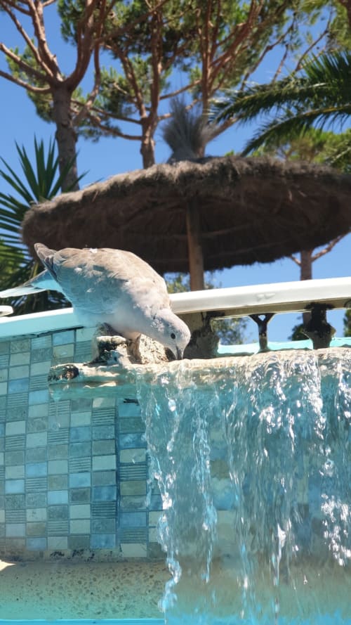 les tourterelles profitent elles aussi de la piscine !!!