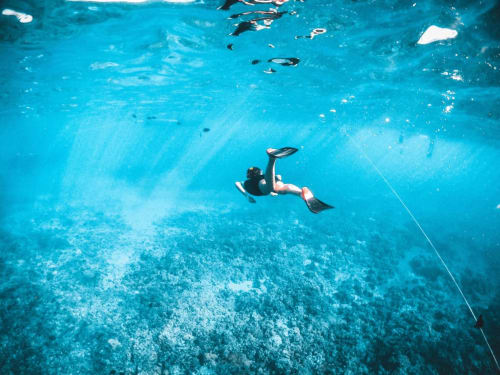 La plongée sur la Côte Vermeille, c'est un peu le paradis ! des fonds marins exceptionnels, une biodiversité incroyable et des paysages sous-marins à couper le souffle. Alors, prêt à plonger ?