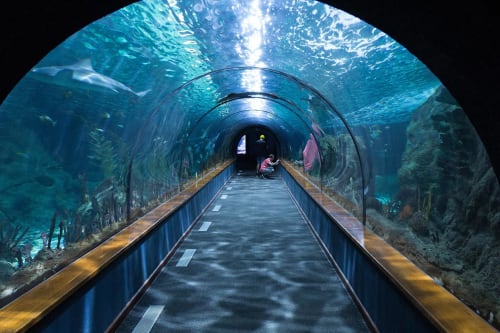 Underwater tunnel walkway at aquarium with marine life and sunlight streaming through glass ceiling